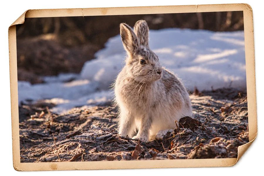 A hare in its pale winter coat sitting on
               frosted leaves beside a bank of snow, as a weathered print.